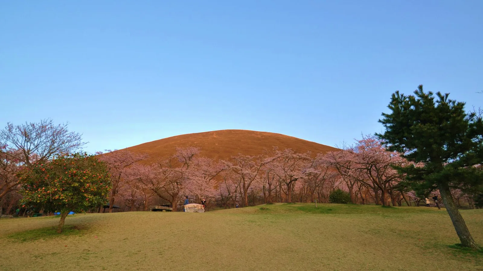 桜の向こうに丸い山容を見せる春の大室山