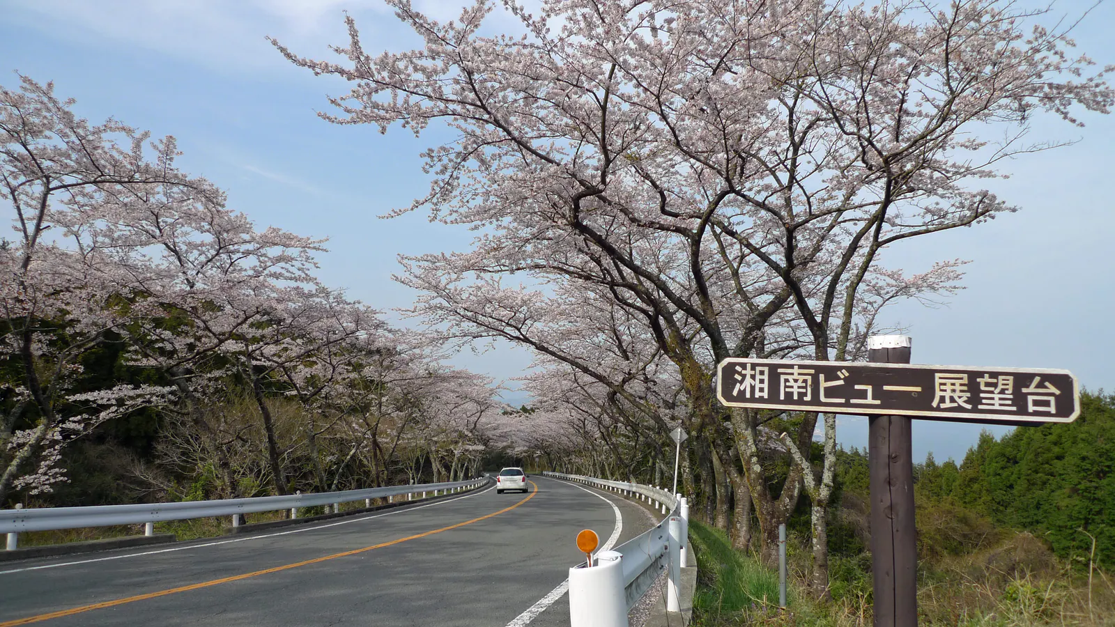 春の桜並木を抜ける箱根ターンパイクの道路