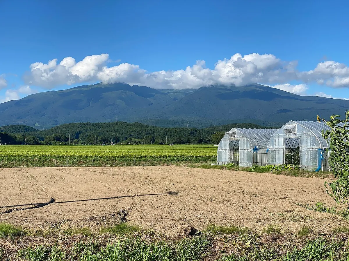 麓の田畑から見上げる鳥海山の山容