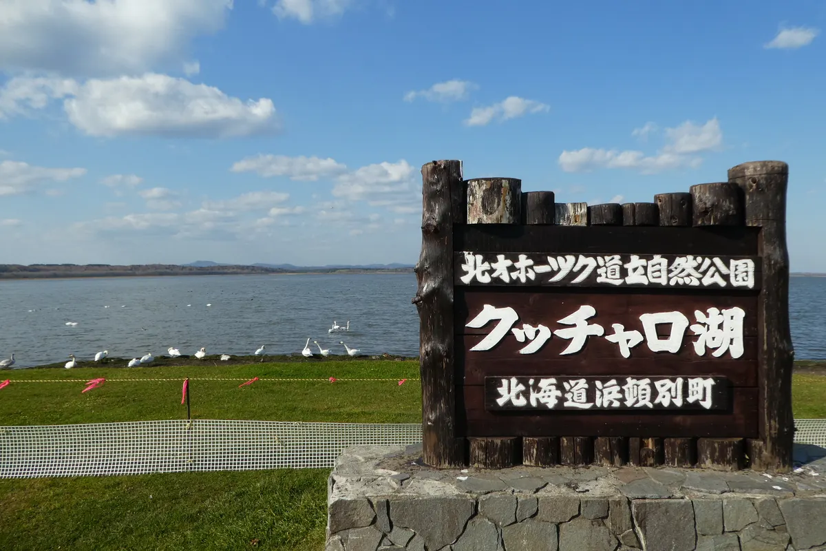 浜頓別町のクッチャロ湖の水辺