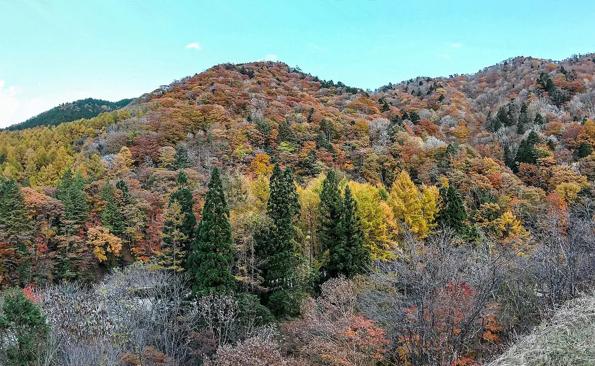 秋のせせらぎ街道沿いに広がる紅葉の山