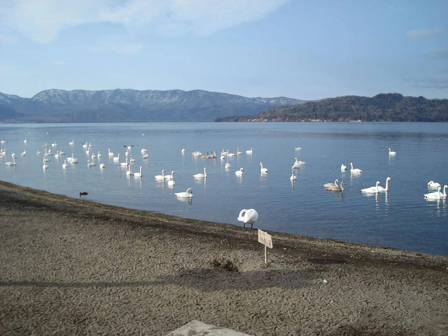 2007年に屈斜路湖の砂湯で撮影された白鳥の実写真