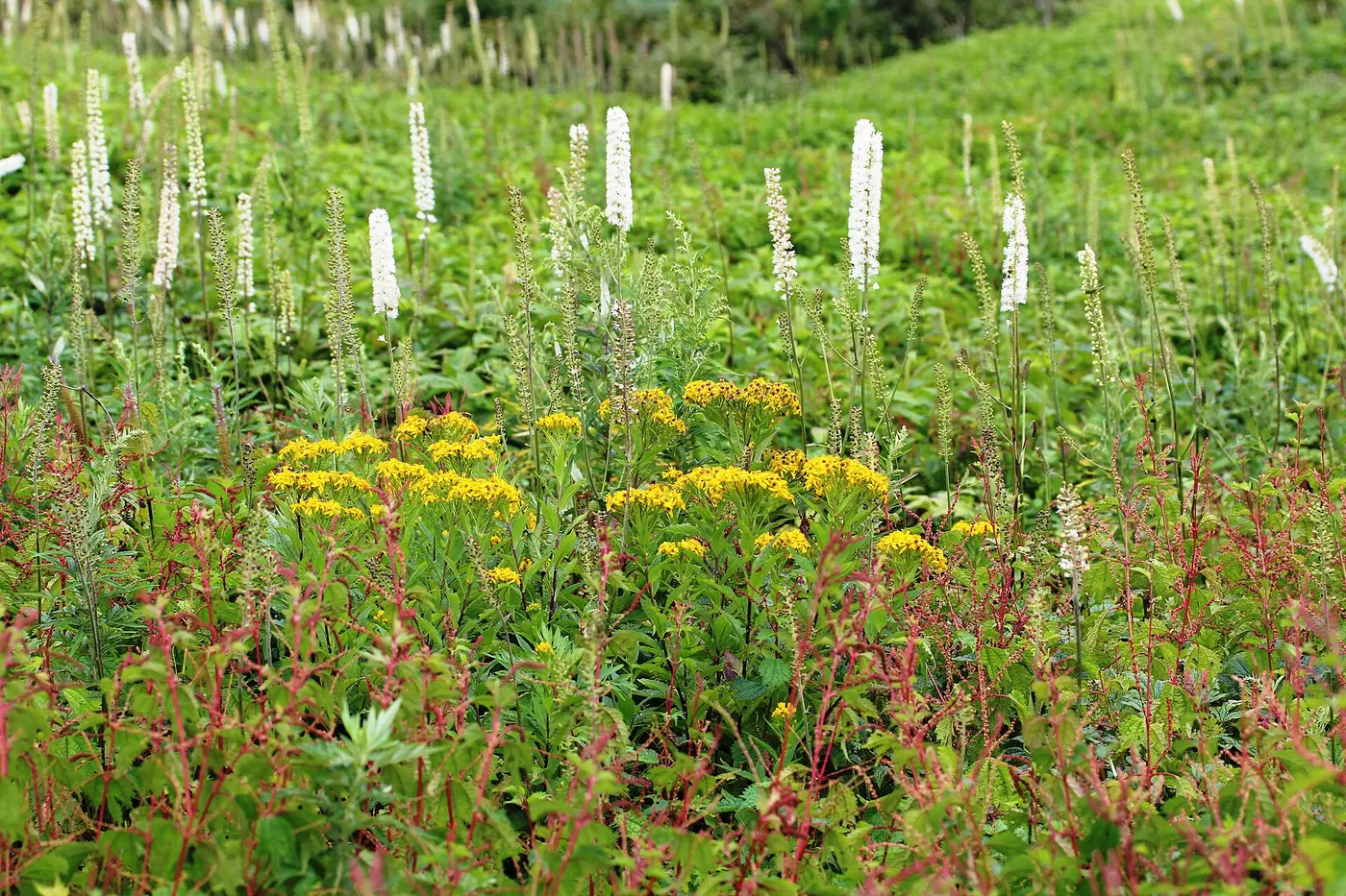 2012年8月に撮影された伊吹山山頂部のサラシナショウマなどの植物群落