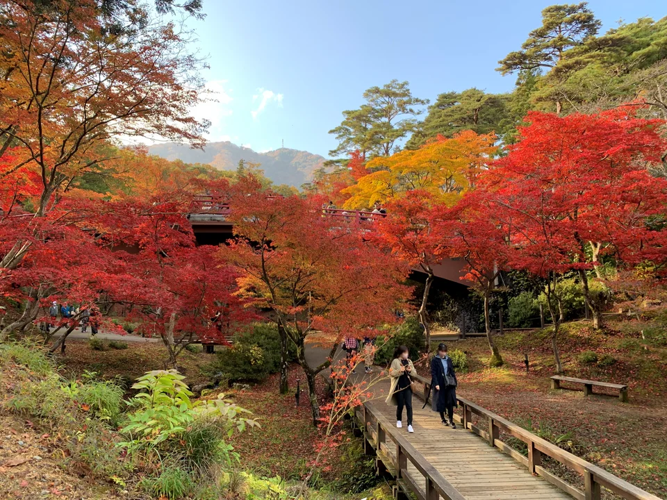 秋に色づいた弥彦公園のもみじ谷