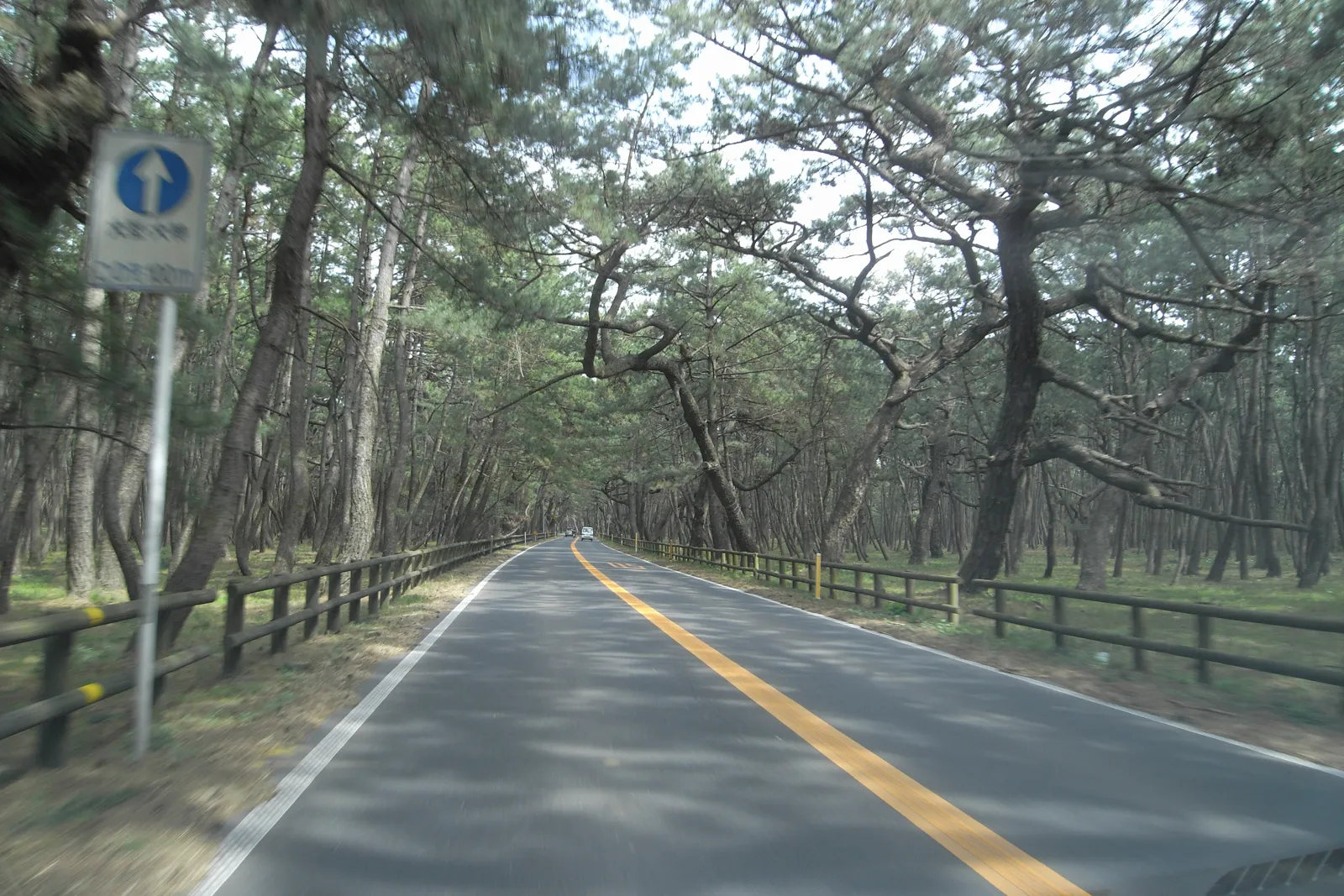 虹の松原の松林の間を延びる道路